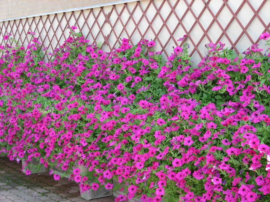 Hakuba Glad Inn Ebisuya Εξωτερικό φωτογραφία